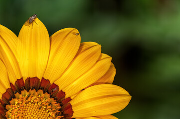 Closeup of yellow flower