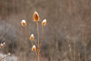 Dried thistle flowers with snow. The tops of the flowers are covered with fresh snow. The thistle is clear the brown background is blurred. It is a still life.