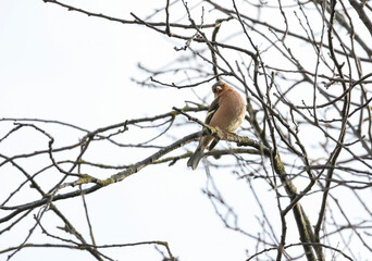 Chaffinch bird 