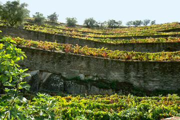 clusters grapes in vineyards on Vale do  Douro Valley  in Portugal , Europe , world heritage site