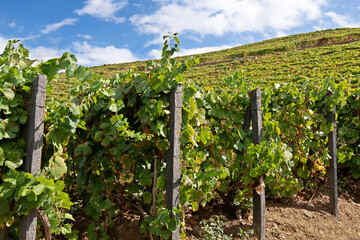 Fototapeta na wymiar clusters grapes in vineyards of the Douro Valley in Portugal , Europe , world heritage site