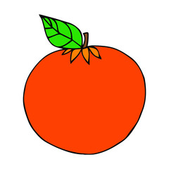 Hand draw of orange. Vector illustration.