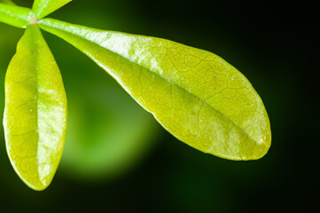 Closeup of green leaves