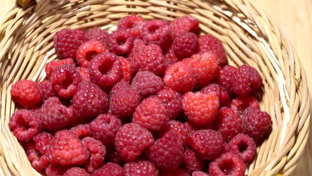 Fresh juicy red raspberries in a backet rotation. Close up