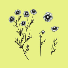 Botanical set. Chamomile flower, leaf, bud, stem. Vintage style.