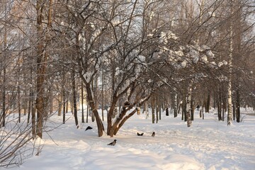 snow-covered trees in the park