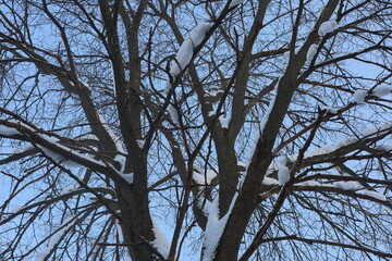 snow-covered trees in the park