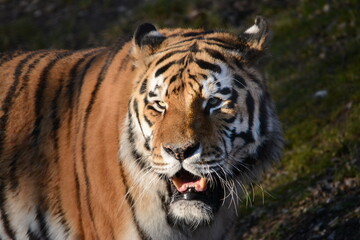 Fototapeta na wymiar Portrait von einem sibirischen Tiger