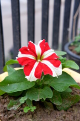 red hibiscus flower