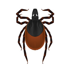 An ixodic tick with a brown body in a non-aggressive state. Causes borreliosis, tick-borne encephalitis and human granulocytic anaplasmosis. Vector illustration. Isolated on a white background.