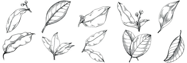 Bay leaf hand-drawn Vector Illustration isolated on white background. Retro style farm product for restaurant menu, market label, logo, emblem and kitchen design. Decoration for food.