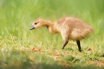 Digital painting of a baby Branta canadensis Canada Goose Gosling waterfowl feeding