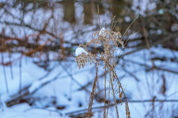 A plant in the dead of winter. Snow forms on the top of the plant. Vegetation and snow is in the background.