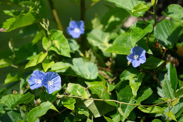 The Skyblue clustervine (Jacquemontia pentanthos)