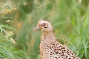 Digital portrait of a female common pheasant, Phasianus colchicus of pheasant family Phasianidae