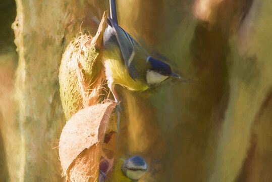Digital painting of a Parus major, Great Tit feeding in a natural woodland background.