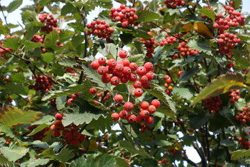 Close shot of red berries in the leafage of Sorbus aria in October - obrazy, fototapety, plakaty