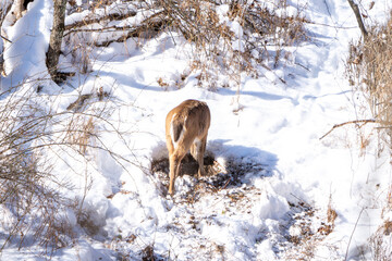 View from behind of a whitetail deer foraging for food on a snow covered mountain in Western Pennsylvania. 