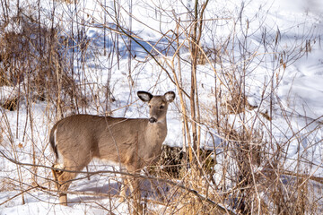 A whitetail deer looking towards the camera. Snow covered mountains in Western Pennsylvania. 