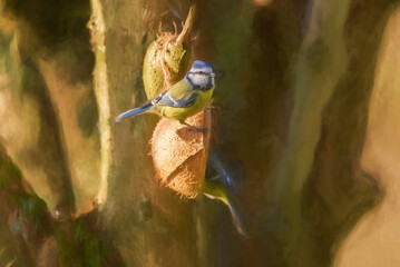 Digital painting of a Cyanistes caeruleus. Eurasian Blue Tit against a natural woodland background.
