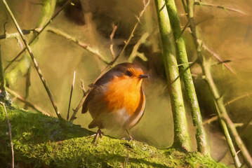 Digital painting of a European Robin, Erithacus rubecula in a natural woodland habitat.