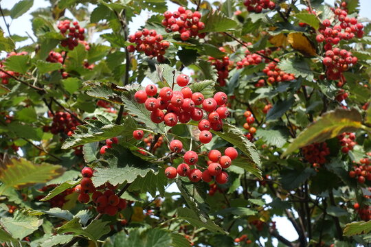 Close shot of red berries in the leafage of Sorbus aria in October