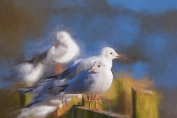 Digital painting of Black-Headed Gulls. Non breeding adult Black Headed Gull