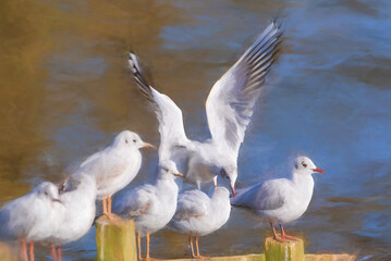 Digital painting of Black-Headed Gulls. Non breeding adult Black Headed Gull