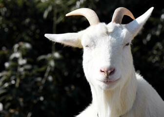 Fototapeta premium A portrait of a white happy goat with horns looking at the camera. 