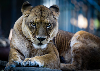 Lioness portrait headshot looking and staring at the camera.
