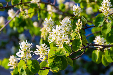 Amelnchier, family Rosaceae blooms in late May with airy white flowers in the summer sun