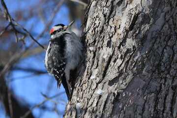 pic chevelu au plumage gonflé pour se protéger du froid hivernal québécois