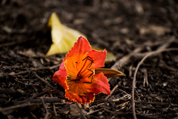 Beautiful red Abutilon flower laying on ground