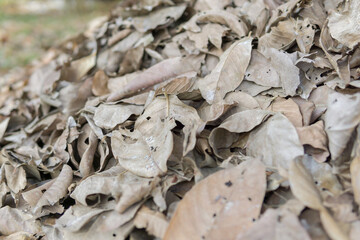 Dried brown leaves,  colorful autumn fallen leaves in forrest.