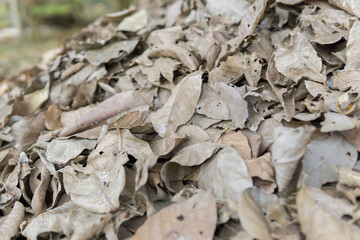 Dried brown leaves,  colorful autumn fallen leaves in forrest.