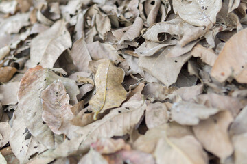 Dried brown leaves,  colorful autumn fallen leaves in forrest.