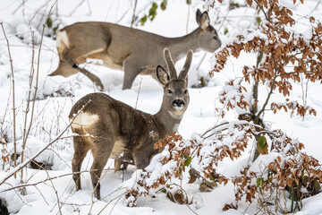 A Roe Deer buck in a snowy, winter forest. Bieszczady Mountains, Poland.