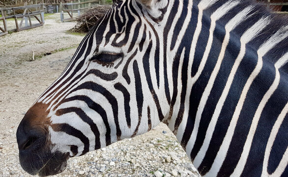 Close up of zebra at zoo.