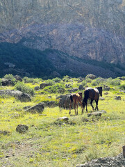 Wild horses grazing on the mountainside near huge rock