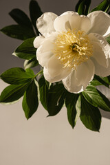 Closeup of beautiful peach peony flower in sunlight shadows