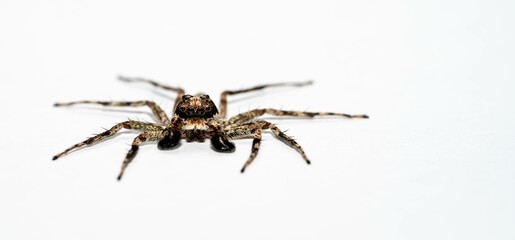 macro closeup of jumping spider