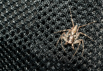 Close up jumping spiders female