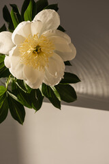 Closeup of beautiful peach peony flower in sunlight shadows © Floral Deco
