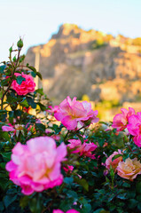Obraz premium Colorful vibrant bush with rose flowers. Blurred background. Sunny autumn afternoon. Concept of landscape and nature. Blooming roses. Ankara, Tyrkey