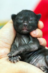 A small newborn kitten that has not yet opened its eyes after birth. The tiny kitten is sleeping. Beautiful little kitty.