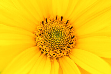 Close up of a yellow flower. Macro photo. Summer and spring backgrounds