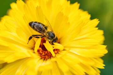 Bee and flower. Close up of a large bee collecting pollen on yellow flower on a Sunny day. Macro horizontal photography. Summer and spring backgrounds