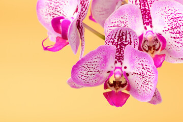 Close up Orchid flower on a orange background. Summer and spring backgrounds