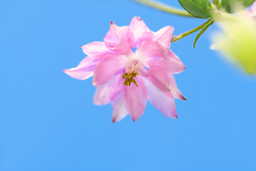 Pink aquilegia flower against the blue sky. Spring and summer background
