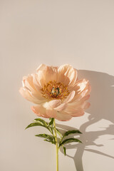 Delicate beige peony flower with sunlight shadows on neutral white background